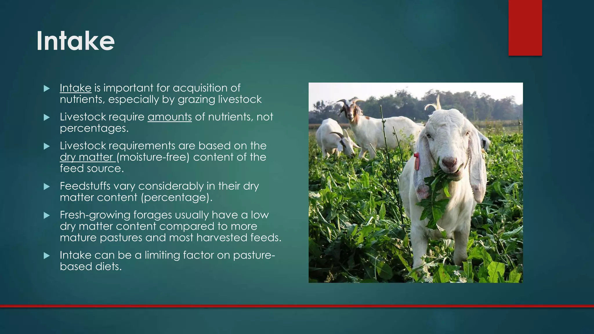 Intake
 Intake is important for acquisition of
nutrients, especially by grazing livestock
 Livestock require amounts of nutrients, not
percentages.
 Livestock requirements are based on the
dry matter (moisture-free) content of the
feed source.
 Feedstuffs vary considerably in their dry
matter content (percentage).
 Fresh-growing forages usually have a low
dry matter content compared to more
mature pastures and most harvested feeds.
 Intake can be a limiting factor on pasture-
based diets.
 