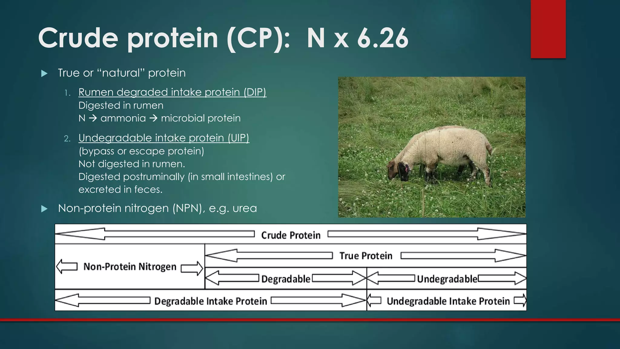 Crude protein (CP): N x 6.26
 True or “natural” protein
1. Rumen degraded intake protein (DIP)
Digested in rumen
N  ammonia  microbial protein
2. Undegradable intake protein (UIP)
(bypass or escape protein)
Not digested in rumen.
Digested postruminally (in small intestines) or
excreted in feces.
 Non-protein nitrogen (NPN), e.g. urea
 