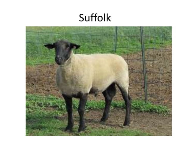 Sheep & Goat Breeds Review | PPTX