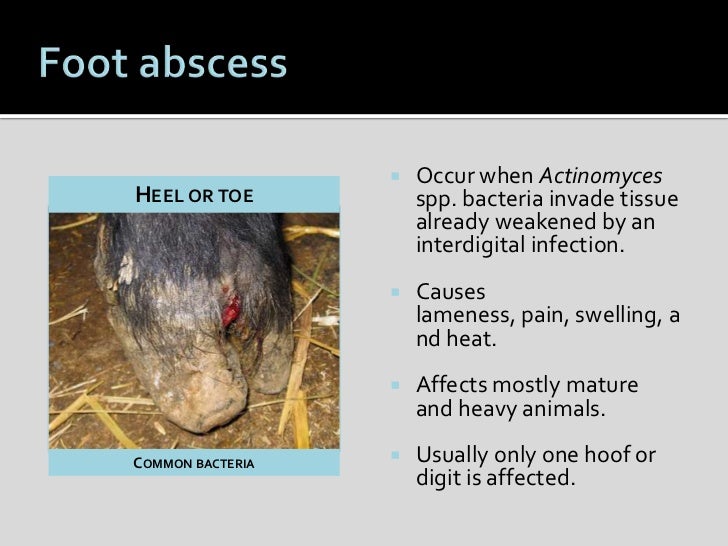 Sheep Hoof Health and Management