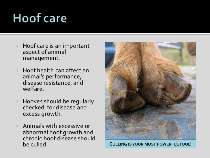Sheep Hoof Health and Management