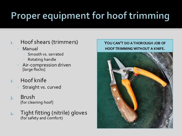 Sheep Hoof Health and Management