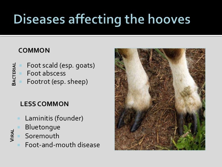 Sheep Hoof Health and Management