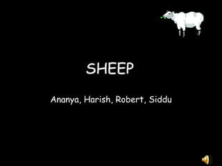 Sheep Ananya, Harish, Robert, Siddu 