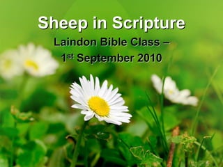 Sheep in Scripture Laindon Bible Class –  1st September 2010 