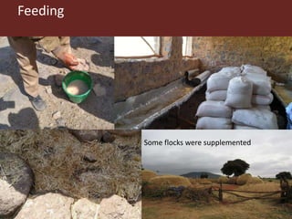 Risk factors for reproductive disorders and major infectious causes of abortion in sheep in the highlands of Ethiopia