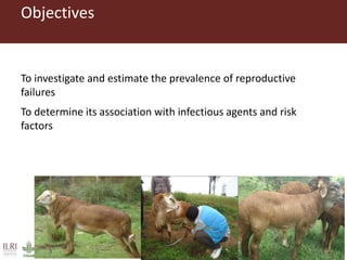 Risk factors for reproductive disorders and major infectious causes of abortion in sheep in the highlands of Ethiopia
