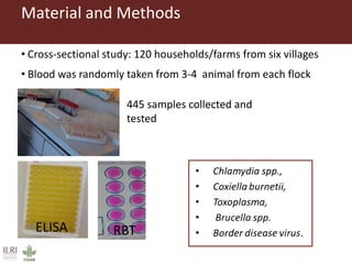 Risk factors for reproductive disorders and major infectious causes of abortion in sheep in the highlands of Ethiopia