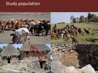 Risk factors for reproductive disorders and major infectious causes of abortion in sheep in the highlands of Ethiopia