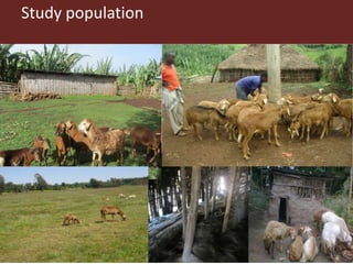 Risk factors for reproductive disorders and major infectious causes of abortion in sheep in the highlands of Ethiopia