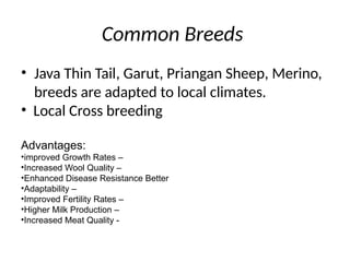 Java Black Sheep Sheep_Management_Java_Indonesia 2.pptx... | PPTX