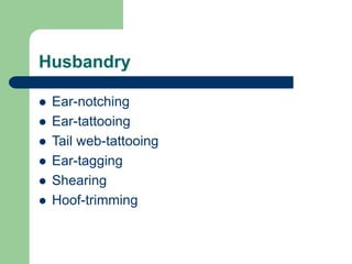 Husbandry
 Ear-notching
 Ear-tattooing
 Tail web-tattooing
 Ear-tagging
 Shearing
 Hoof-trimming
 
