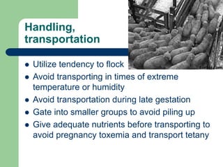 Handling,
transportation
 Utilize tendency to flock
 Avoid transporting in times of extreme
temperature or humidity
 Avoid transportation during late gestation
 Gate into smaller groups to avoid piling up
 Give adequate nutrients before transporting to
avoid pregnancy toxemia and transport tetany
 