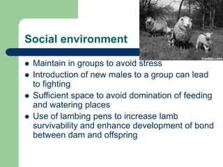 Social environment
 Maintain in groups to avoid stress
 Introduction of new males to a group can lead
to fighting
 Sufficient space to avoid domination of feeding
and watering places
 Use of lambing pens to increase lamb
survivability and enhance development of bond
between dam and offspring
 