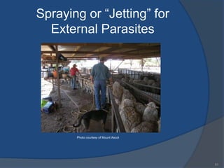 Sheep production powerpoint | PPTX