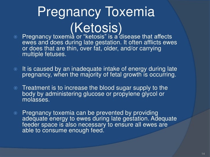Sheep production powerpoint