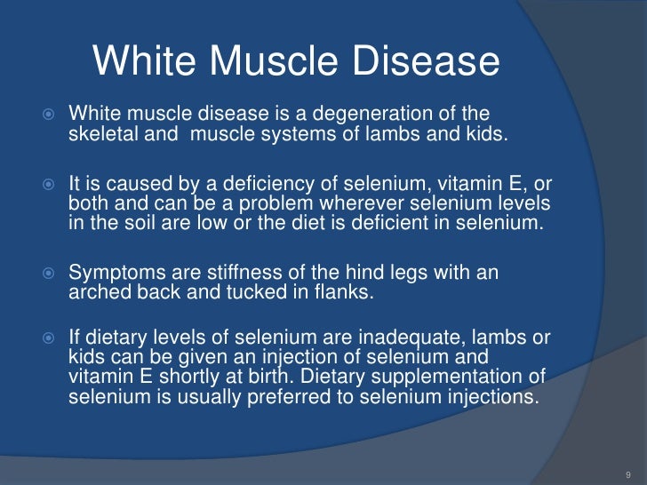 Sheep production powerpoint