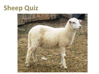 Sheep Quiz
 
