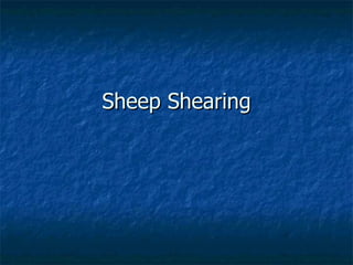 Sheep Shearing 