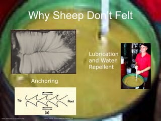 Why Sheep Don’t Felt


                                                                                         Lubrication
                                                                                         and Water
                                                                                         Repellent

                                 Anchoring




WWW.LANOGUARD.CO.NZ/ABOUT.HTML       Animal Science. N.T.M. Yeates T.N. Edey M.K. Hill
 