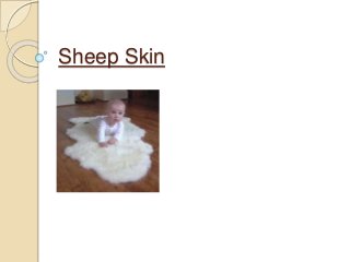 Sheep Skin
 