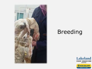 Breeding
 