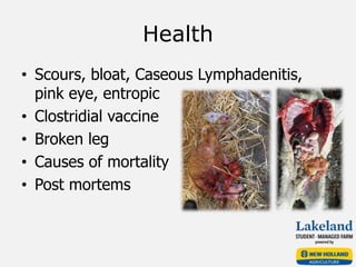 Health
• Scours, bloat, Caseous Lymphadenitis,
pink eye, entropic
• Clostridial vaccine
• Broken leg
• Causes of mortality
• Post mortems
 