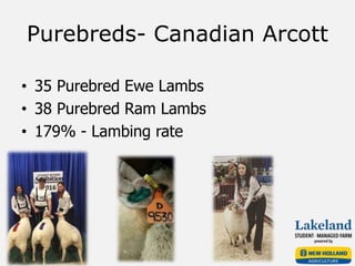 Purebreds- Canadian Arcott
• 35 Purebred Ewe Lambs
• 38 Purebred Ram Lambs
• 179% - Lambing rate
 