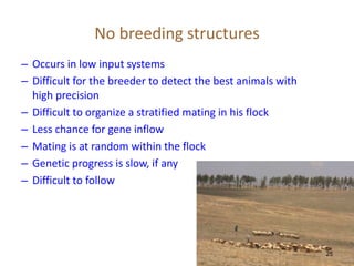 Genetic basis and improvement of reproductive traits