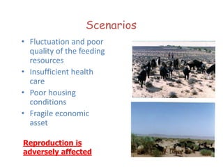 Genetic basis and improvement of reproductive traits