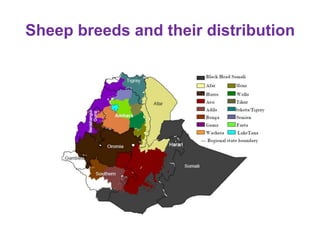 Seasonality of reproduction in sheep