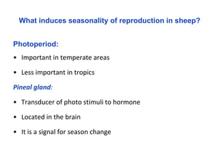 Seasonality of reproduction in sheep