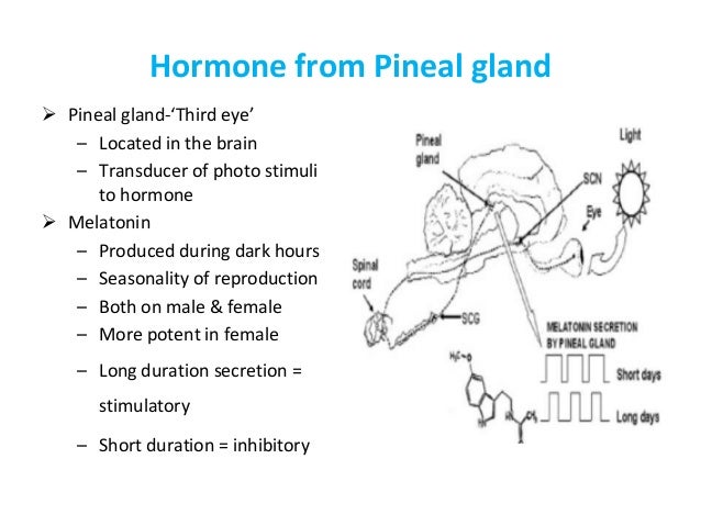 Neuro-endocrine control of reproduction in sheep