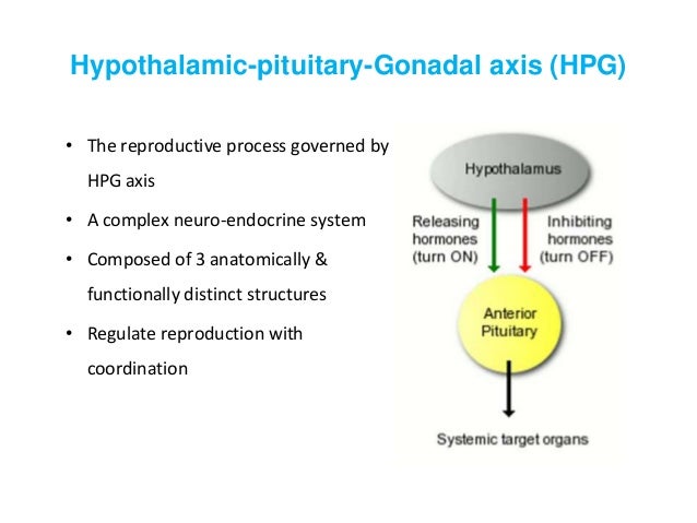Neuro Endocrine Control Of Reproduction In Sheep