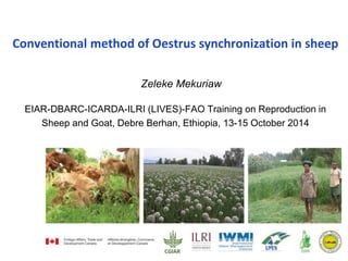 Conventional method of Oestrus synchronization in sheep 
Zeleke Mekuriaw 
EIAR-DBARC-ICARDA-ILRI (LIVES)-FAO Training on Reproduction in 
Sheep and Goat, Debre Berhan, Ethiopia, 13-15 October 2014 
 