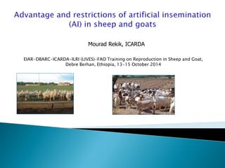 EIAR-DBARC-ICARDA-ILRI (LIVES)-FAO Training on Reproduction in Sheep and Goat,
Debre Berhan, Ethiopia, 13-15 October 2014
Mourad Rekik, ICARDA
 