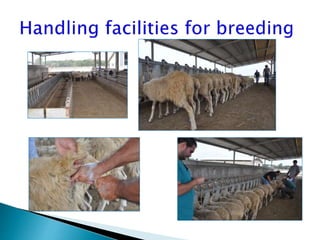 Advantage and restrictions of artificial insemination (AI) in sheep and goats