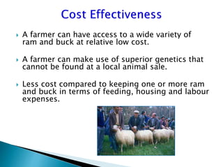 Advantage and restrictions of artificial insemination (AI) in sheep and goats