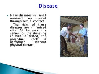 Advantage and restrictions of artificial insemination (AI) in sheep and goats