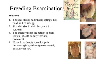 Getting started in the AI system: Rams selection and management