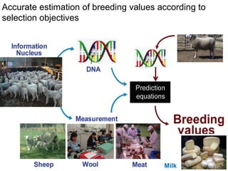 Getting started in the AI system: Rams selection and management