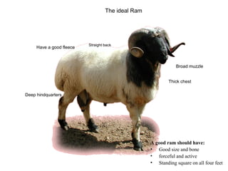 Getting started in the AI system: Rams selection and management