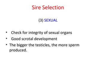 Getting started in the AI system: Rams selection and management