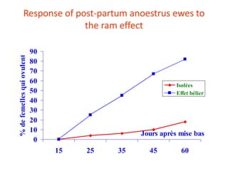 Socio-sexual cues as a proximate factor affecting reproduction behavior and physiology in sheep