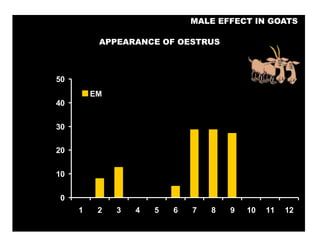 Socio-sexual cues as a proximate factor affecting reproduction behavior and physiology in sheep