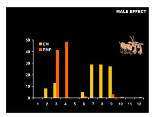 Socio-sexual cues as a proximate factor affecting reproduction behavior and physiology in sheep