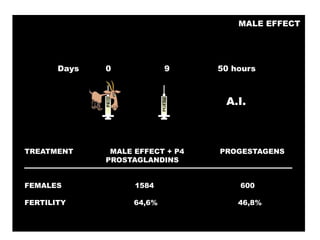 Socio-sexual cues as a proximate factor affecting reproduction behavior and physiology in sheep