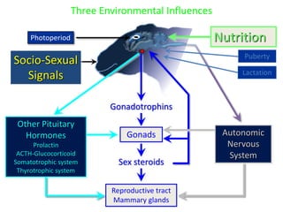 Socio-sexual cues as a proximate factor affecting reproduction behavior and physiology in sheep
