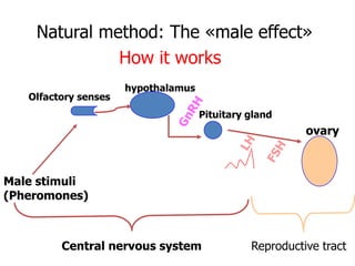 Socio-sexual cues as a proximate factor affecting reproduction behavior and physiology in sheep