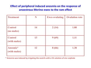 Socio-sexual cues as a proximate factor affecting reproduction behavior and physiology in sheep